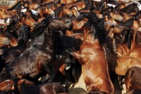 /album/luis-miguel-carrasco-alcazar/pelea-caballos-jpg/